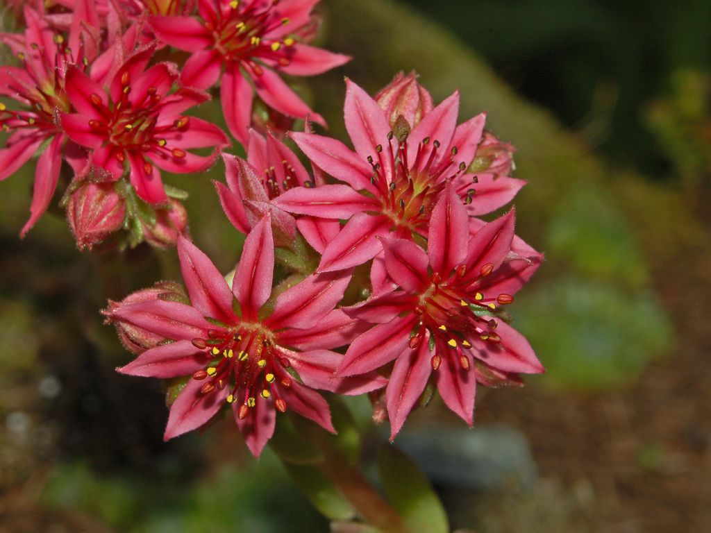 Sempervivum arachnoideum